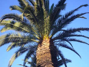 Palm Tree in California