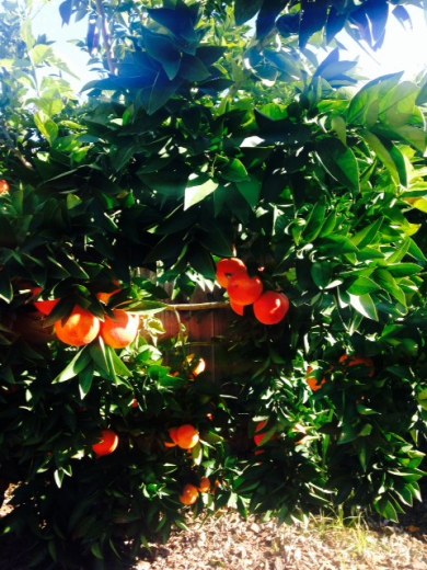 My Small Blood Orange Tree Bending under the Weight of the Many Fruits