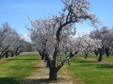 Almond trees in Capay Valley, CA