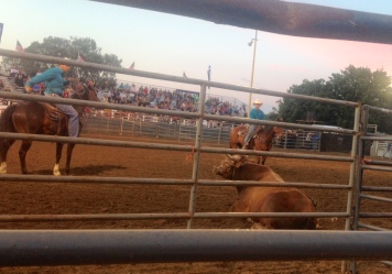 Some Bulls Buck the Rider but Refuse to Leave the Arena