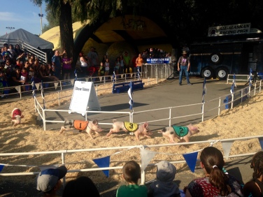 Pig Races at the County Fair