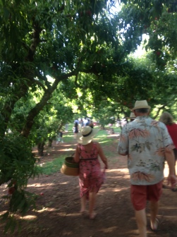 On the Way through the Peach Orchard to the Dining Tables
